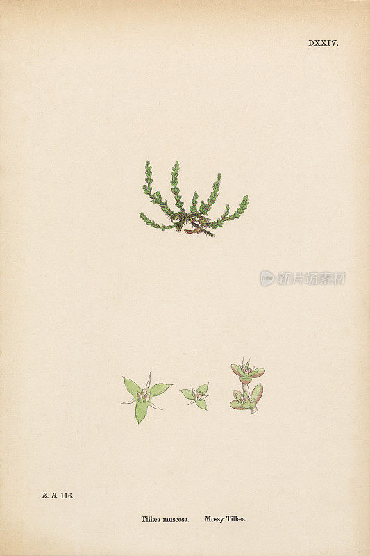 苔藓Tillaea, Tillaea muscosa，维多利亚植物学插图，1863年